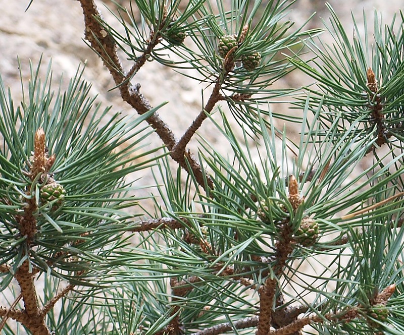 Image of Pinus sylvestris ssp. hamata specimen.