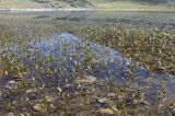 Persicaria amphibia. Заросли на мелководье. Монгольский Алтай, правый берег р. Цаган-Сала-Гол, выс. ок. 2450 м н.у.м., небольшое озеро. 30.07.2008.
