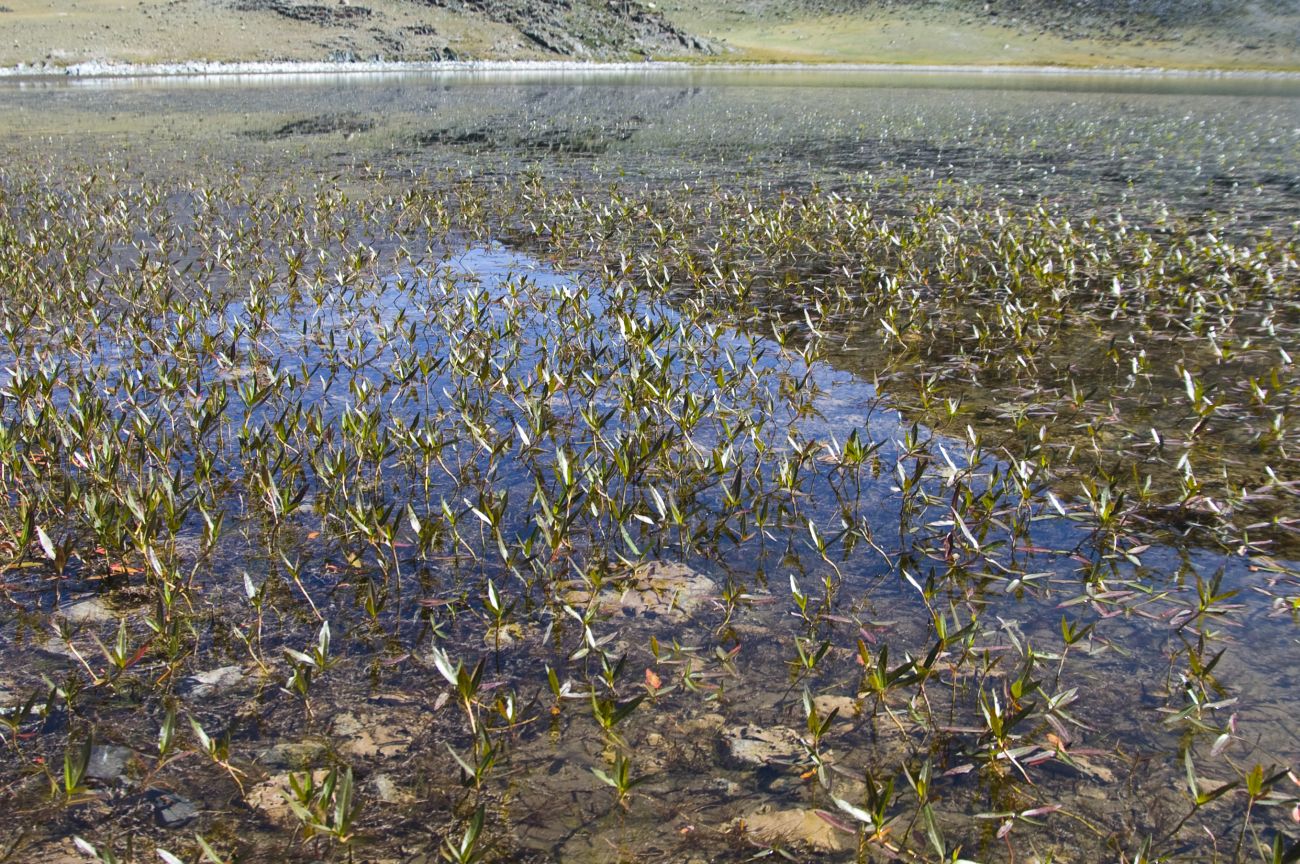 Image of Persicaria amphibia specimen.