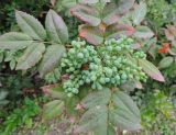 Mahonia aquifolium. Соплодие с незрелыми плодами и листья. Краснодарский край, г. Тихорецк, в озеленении. 13.05.2018.