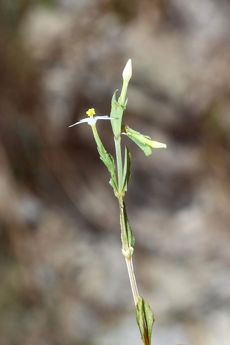 Image of Centaurium meyeri specimen.