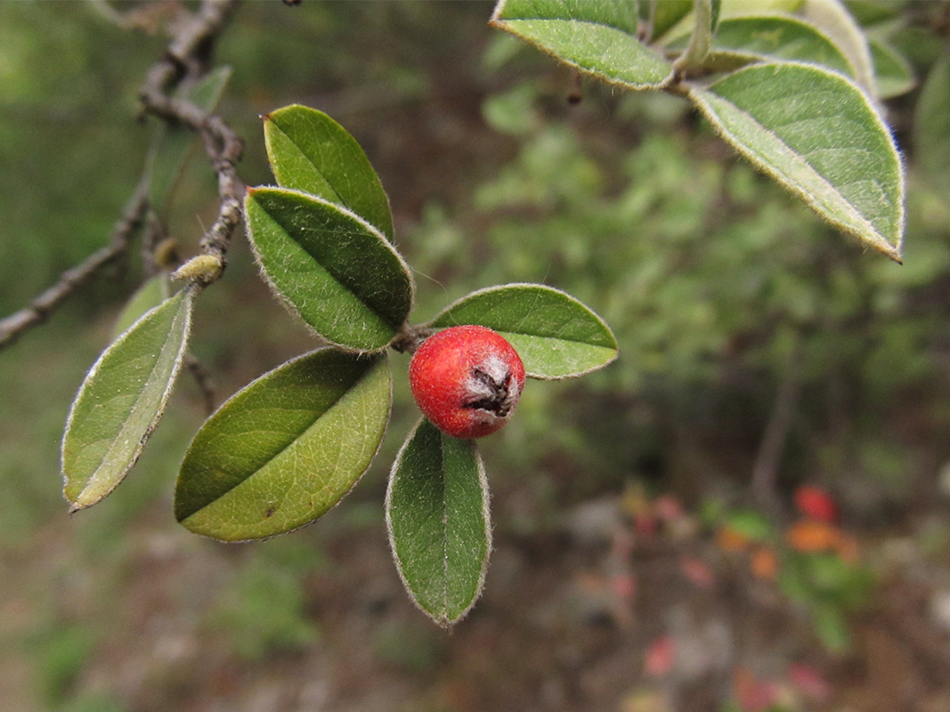 Изображение особи Cotoneaster franchetii.