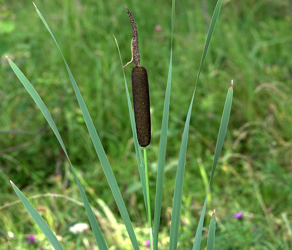 Изображение особи род Typha.