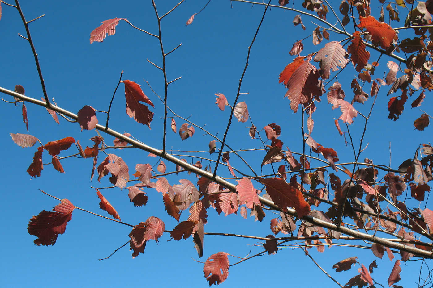 Image of Ulmus glabra specimen.