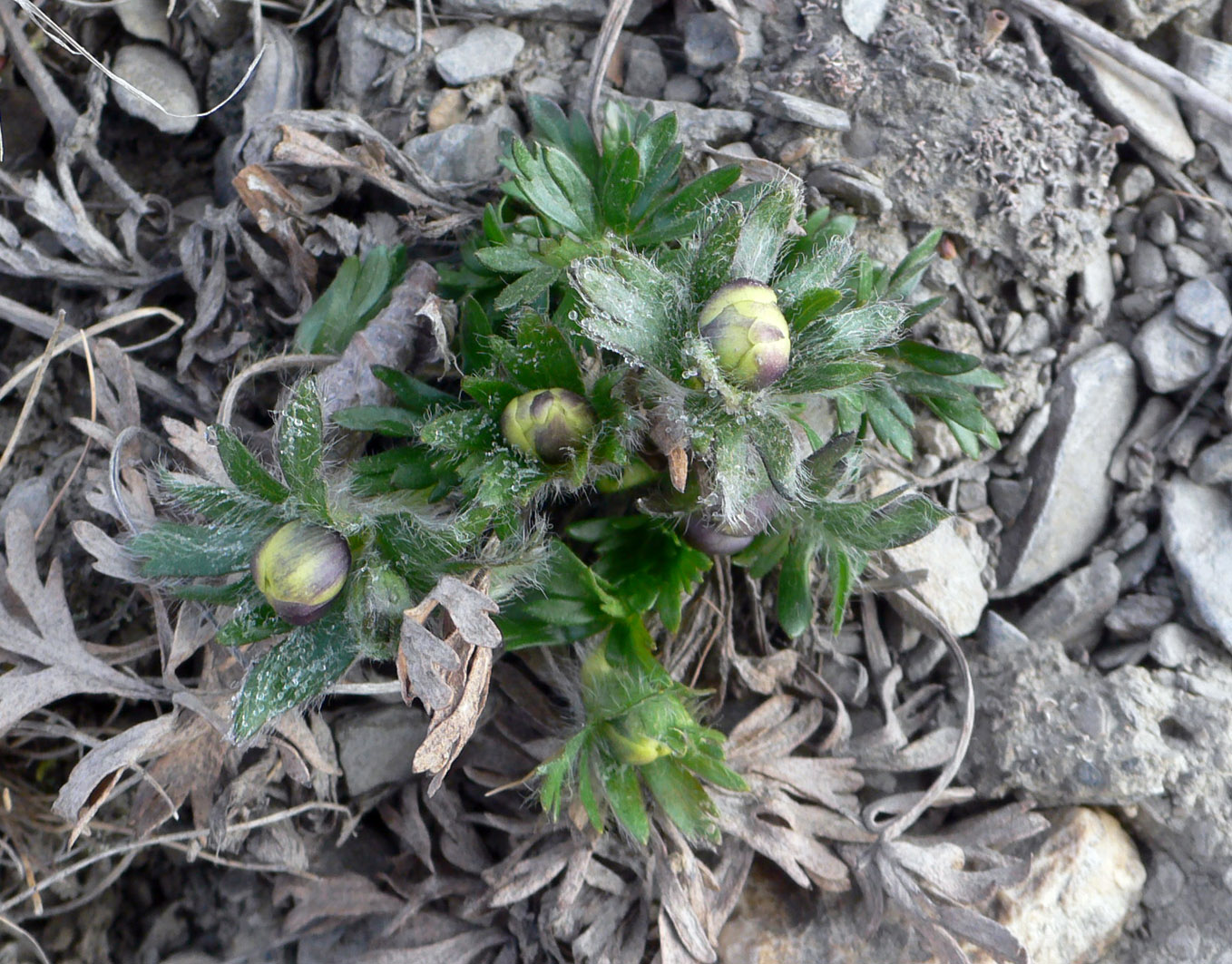 Изображение особи Anemonastrum sibiricum.