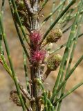 Casuarina equisetifolia