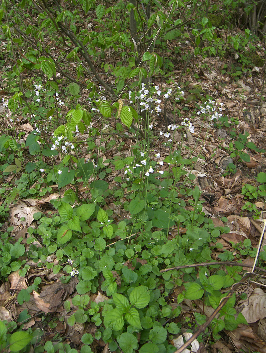 Image of Cardamine lazica specimen.