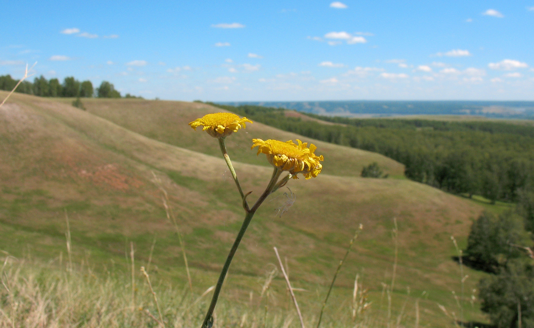 Image of Tanacetum millefolium specimen.