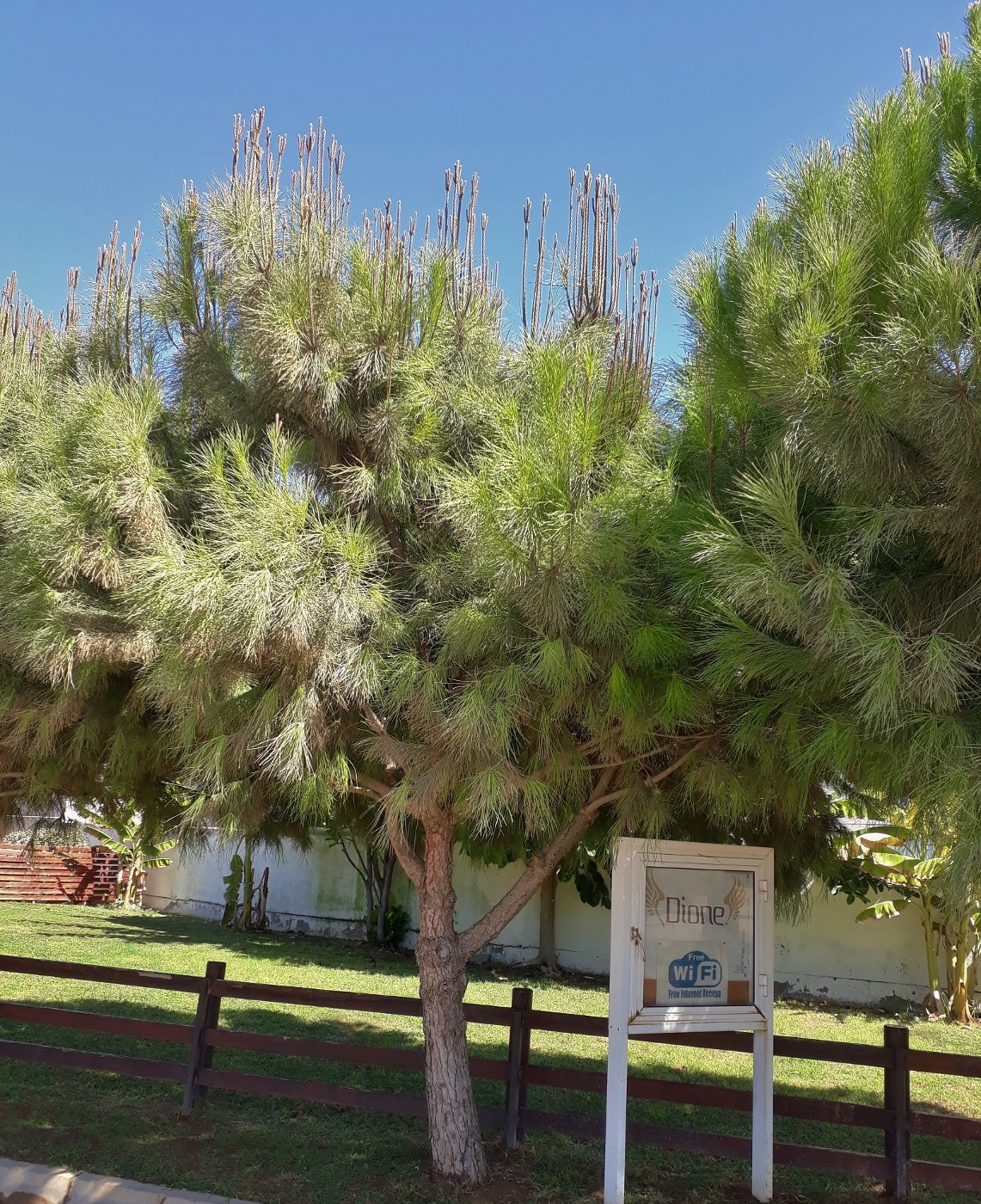 Image of Pinus pinea specimen.