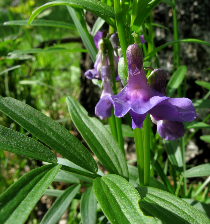 Image of Lathyrus frolovii specimen.