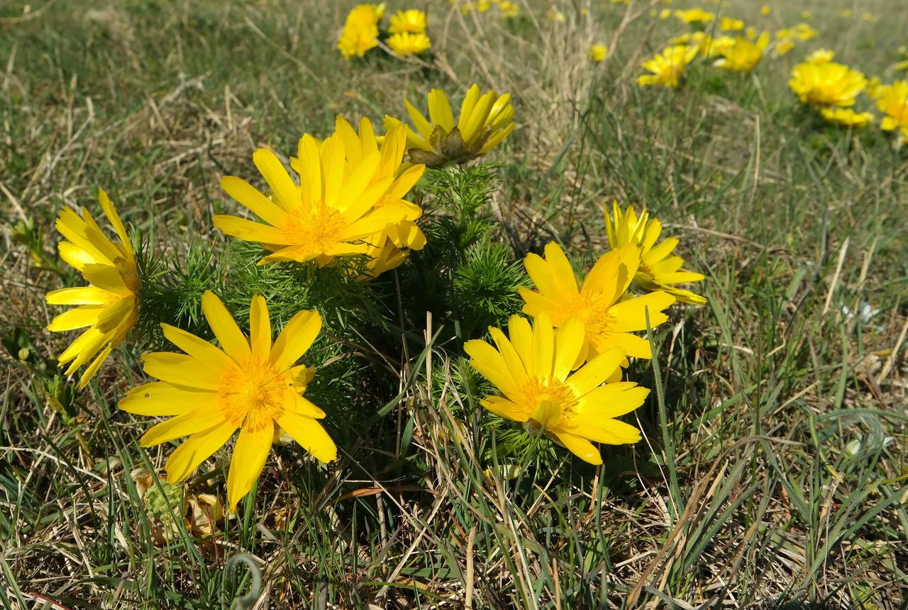 Изображение особи Adonis vernalis.