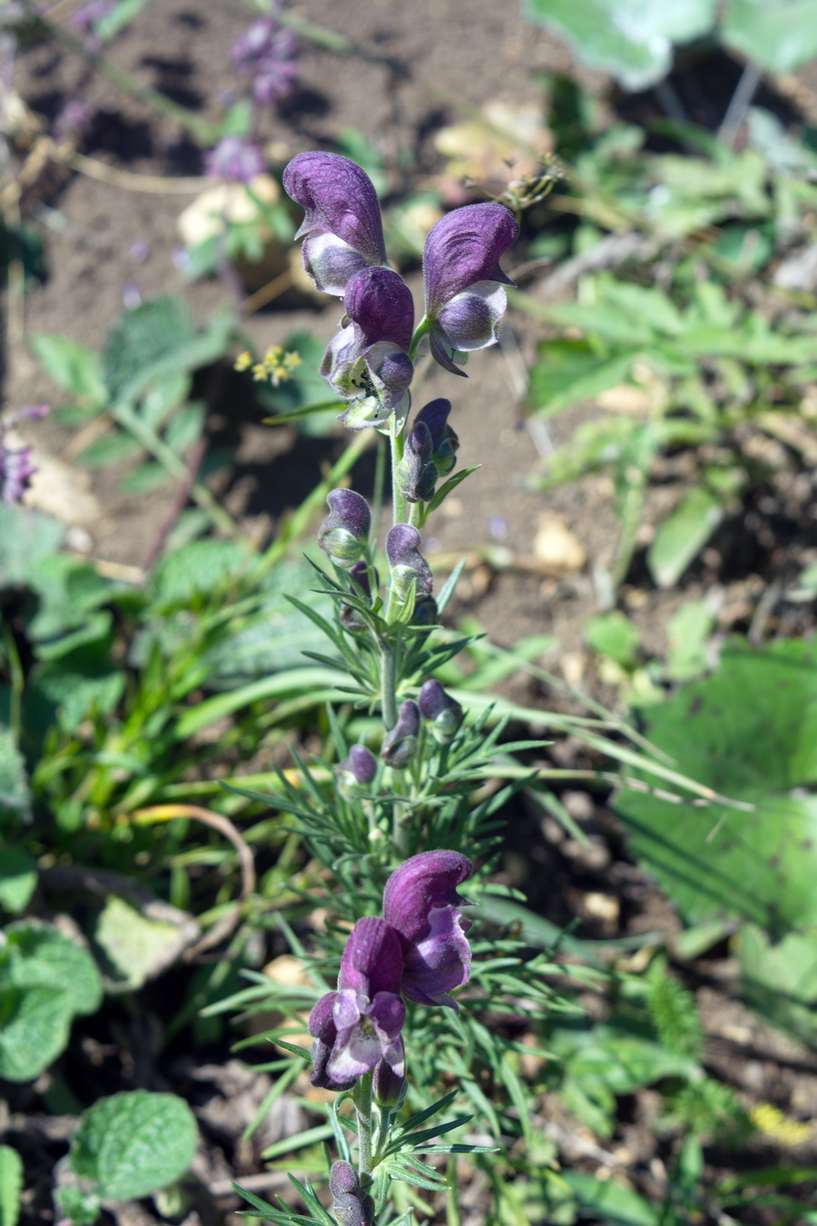 Изображение особи Aconitum confertiflorum.