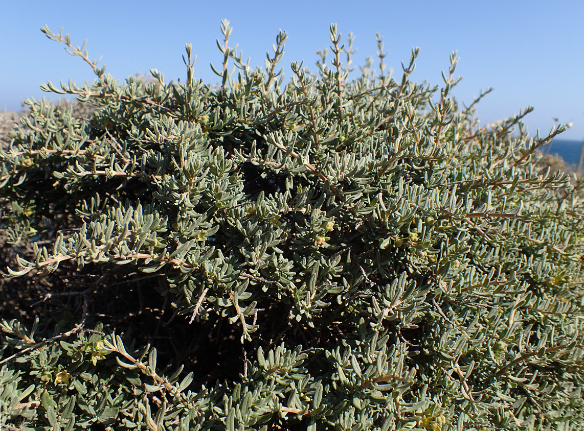 Image of Teucrium brevifolium specimen.