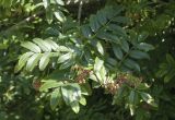 Sorbus sambucifolia