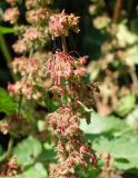 Rumex obtusifolius. Часть соплодия. Сахалинская обл., Невельский р-н, морская заросшая терраса между железной и автомобильной дорогами. 14.08.2019.