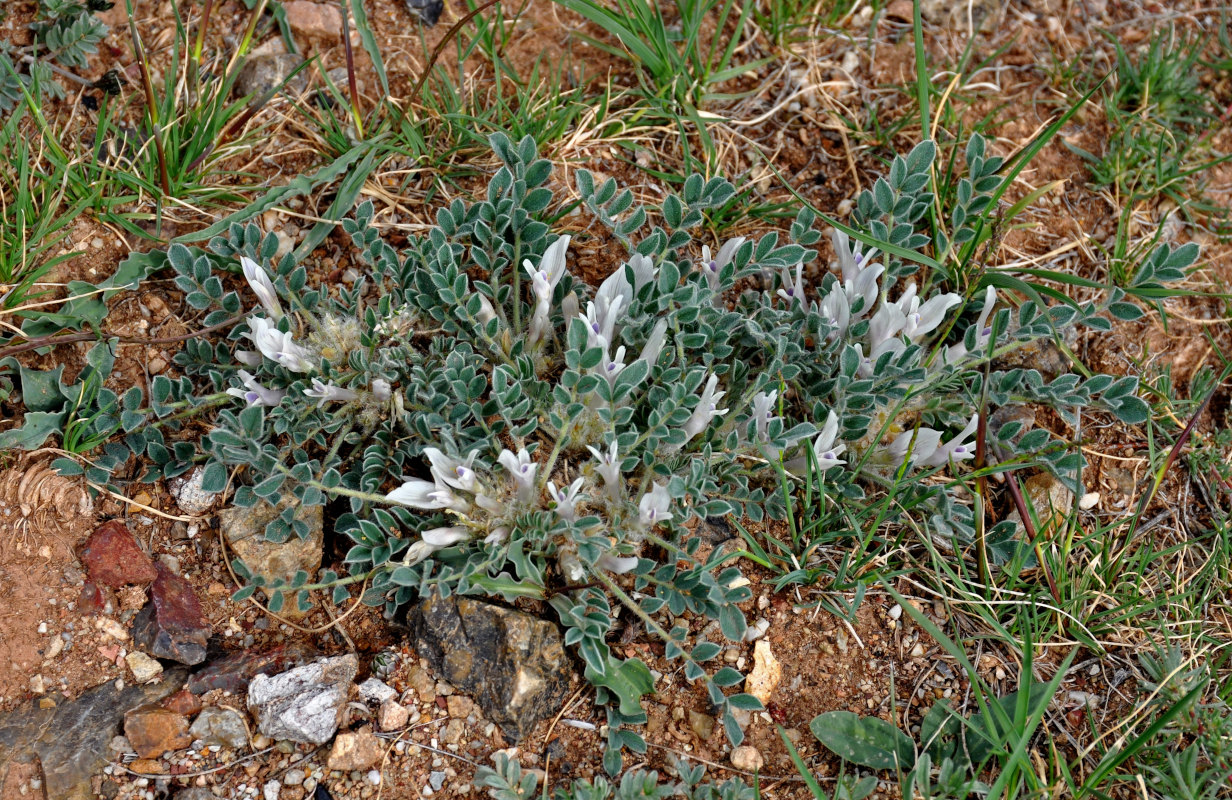 Изображение особи Astragalus hypogaeus.