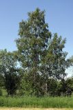 Betula pendula. Вегетирующее растение. Карельский перешеек, окр. Сертолово, на краю поля. 20.06.2019.