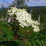 Sorbus sibirica. Побег с соцветиями. Свердловская обл., окр. г. Североуральск, склон Сосьвинского хребта. 29.06.2010.