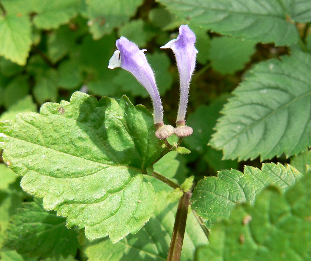 Изображение особи Scutellaria dentata.