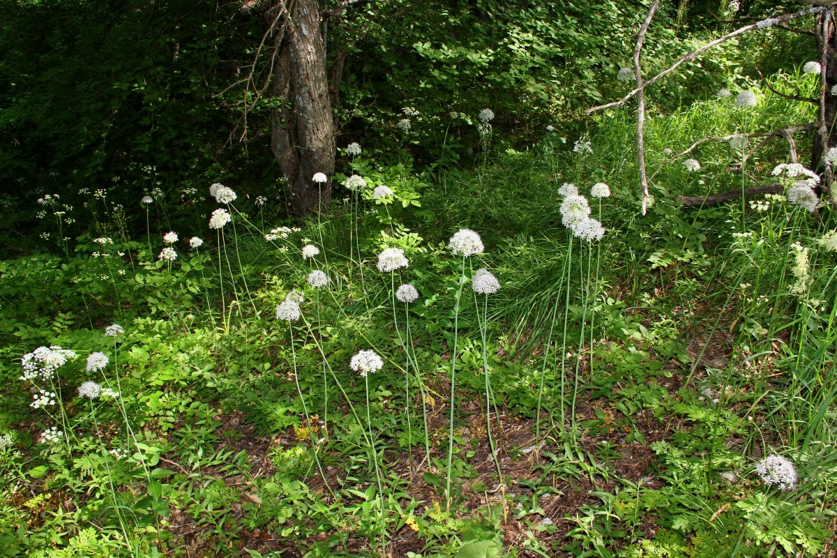 Изображение особи Allium decipiens.