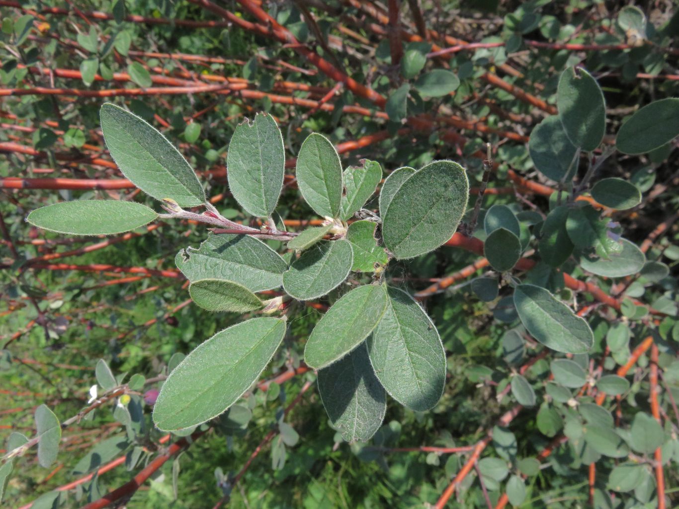 Image of genus Cotoneaster specimen.