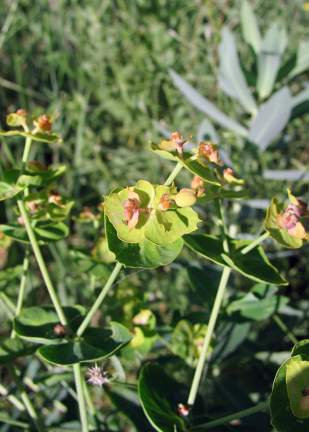 Изображение особи Euphorbia latifolia.