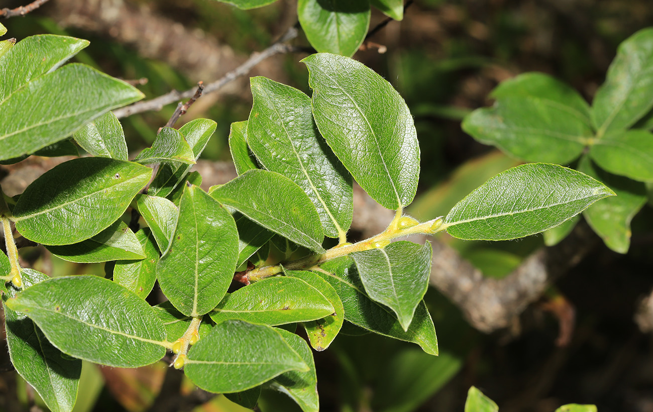 Image of Salix woroschilovii specimen.