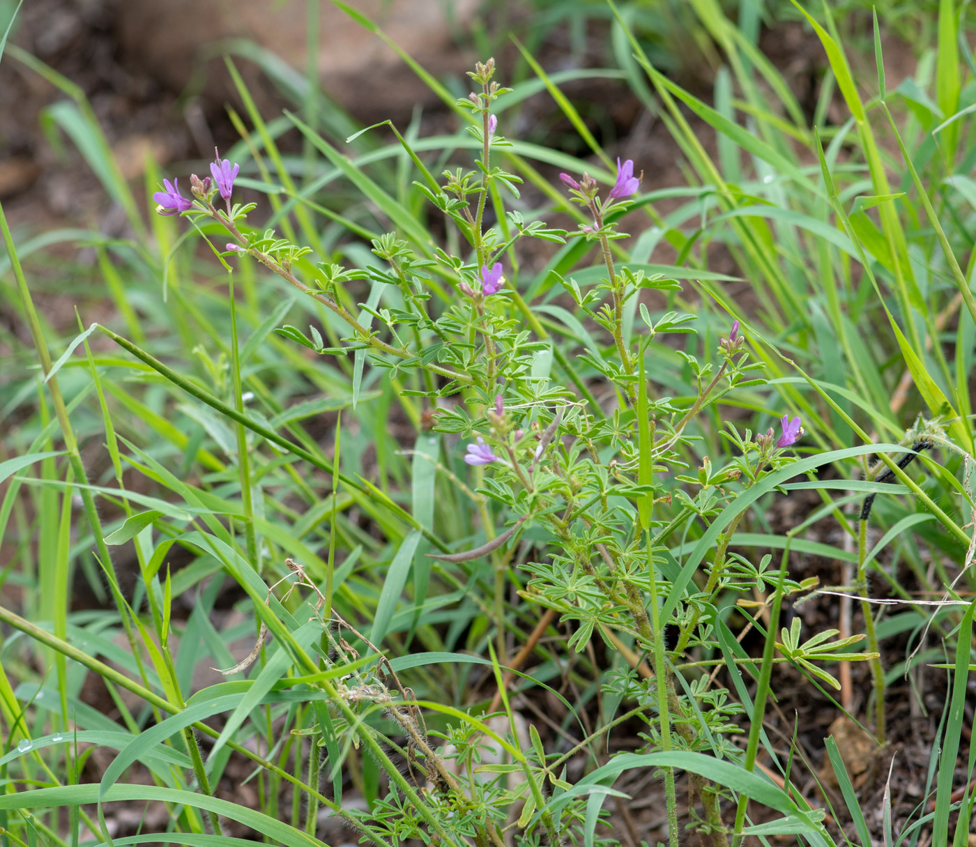 Изображение особи Cleome rubella.