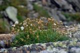 Gypsophila uralensis. Цветущие и плодоносящие растения. Челябинская обл., Златоустовский гор. округ, хребет Уреньга, ≈ 1000 м н.у.м., на скале. 25.07.2020.