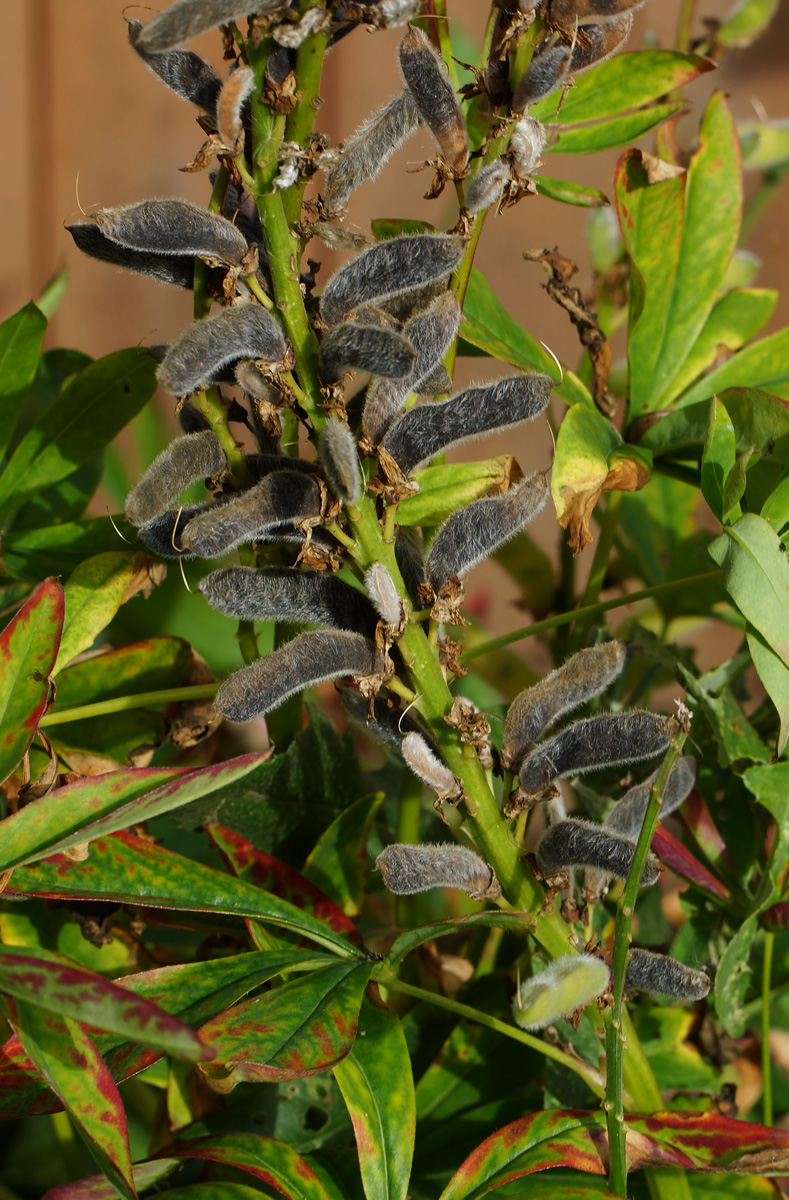 Изображение особи Lupinus polyphyllus.