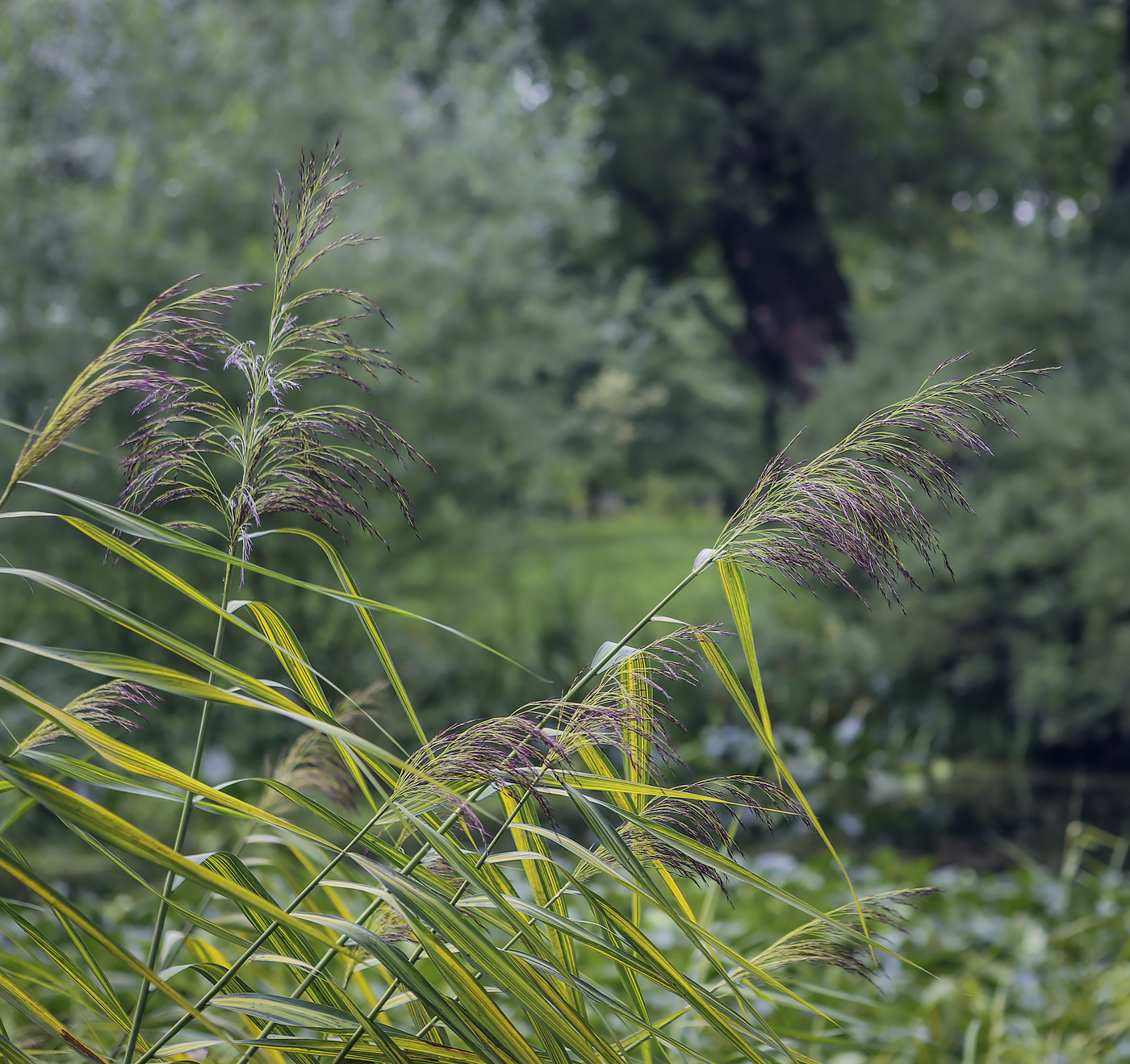 Изображение особи Zizania latifolia.