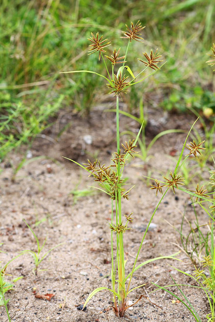 Image of Cyperus amuricus specimen.