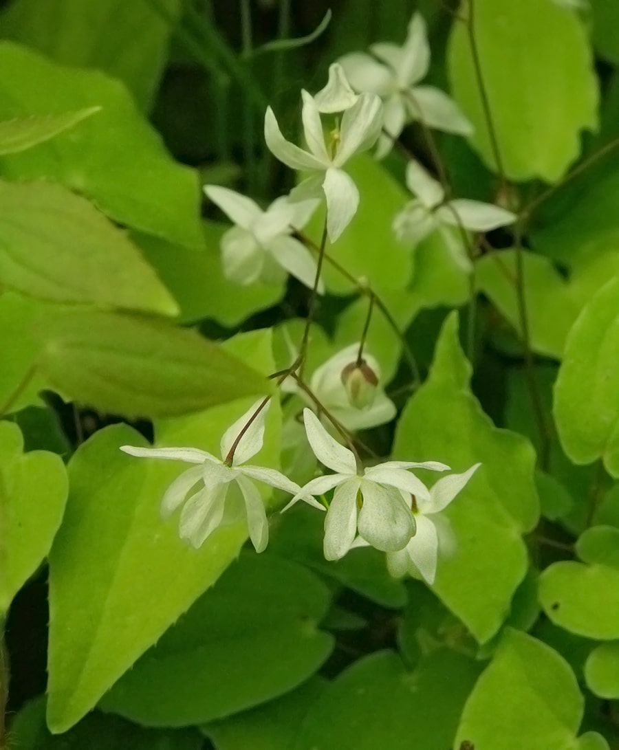 Изображение особи Epimedium &times; youngianum.