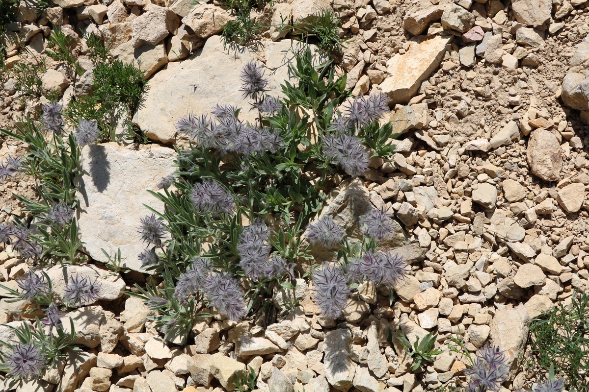 Image of Stachys lavandulifolia specimen.