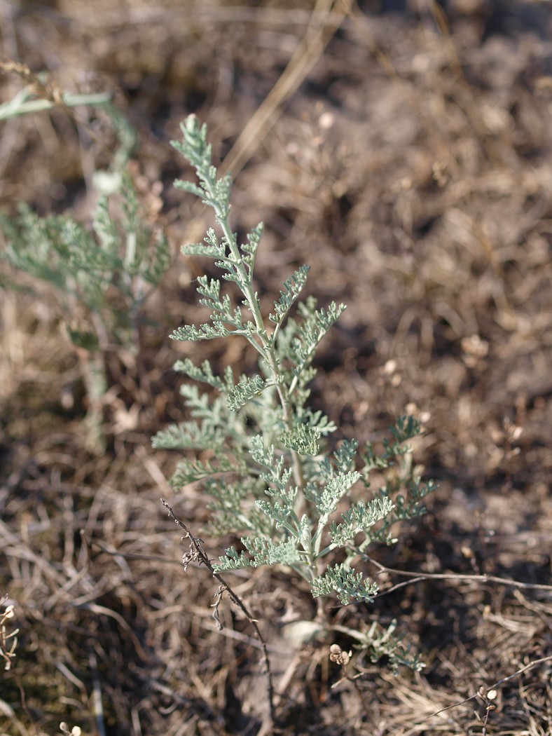 Image of Artemisia santonicum specimen.