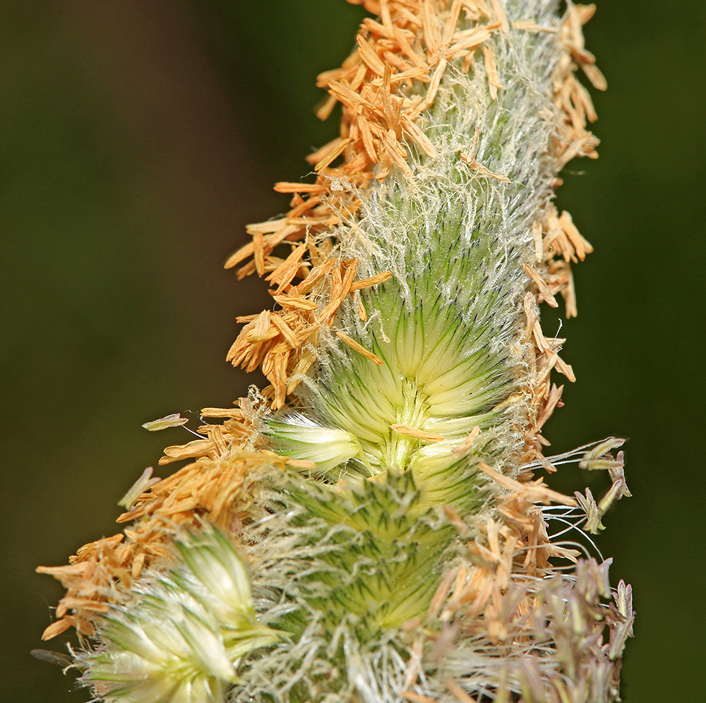 Image of Alopecurus arundinaceus specimen.