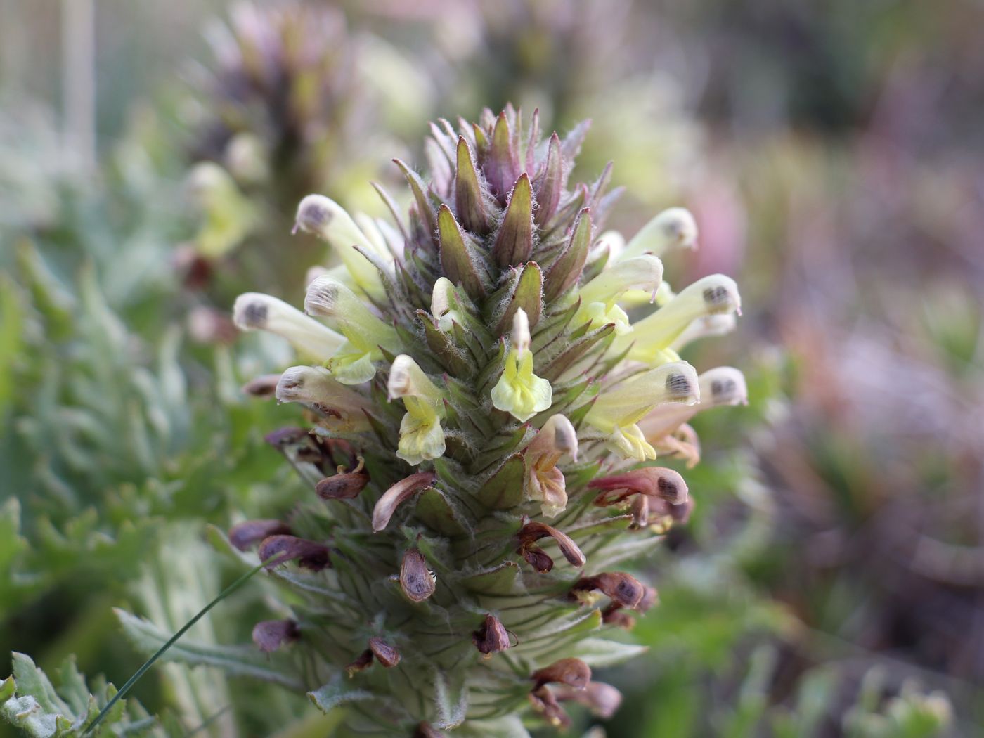 Image of Pedicularis olgae specimen.