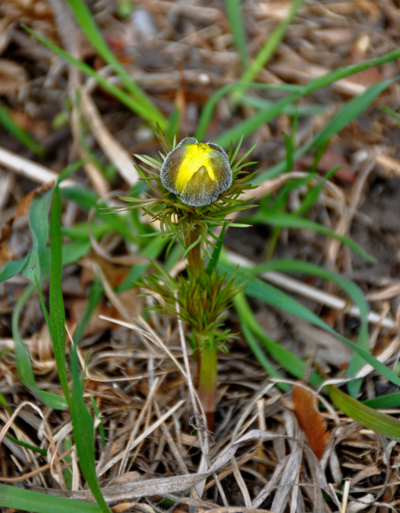 Изображение особи Adonis vernalis.