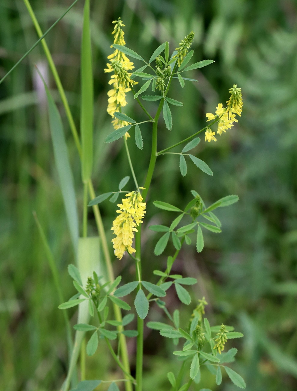 Изображение особи Melilotus officinalis.