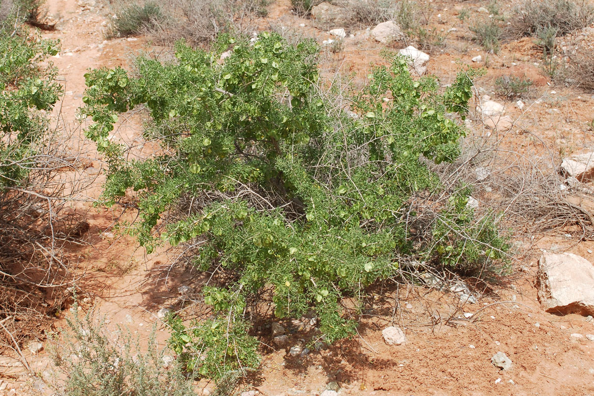 Изображение особи Zygophyllum ferganense.