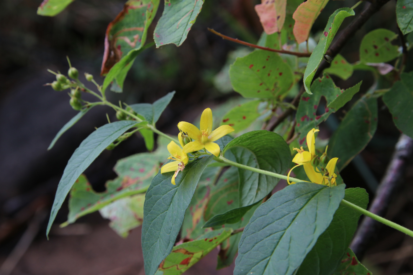 Изображение особи Lysimachia vulgaris.