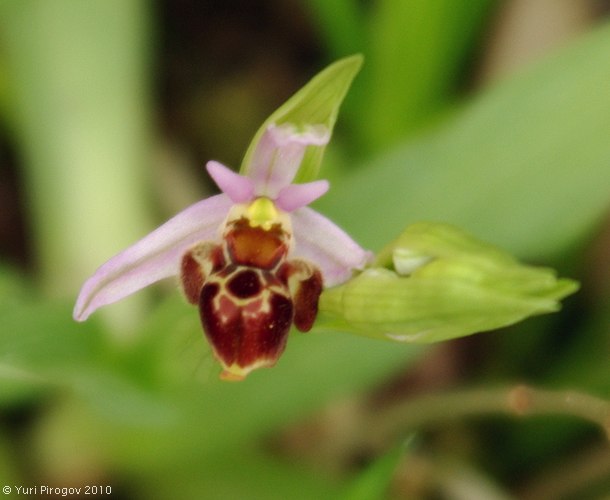 Изображение особи Ophrys oestrifera.