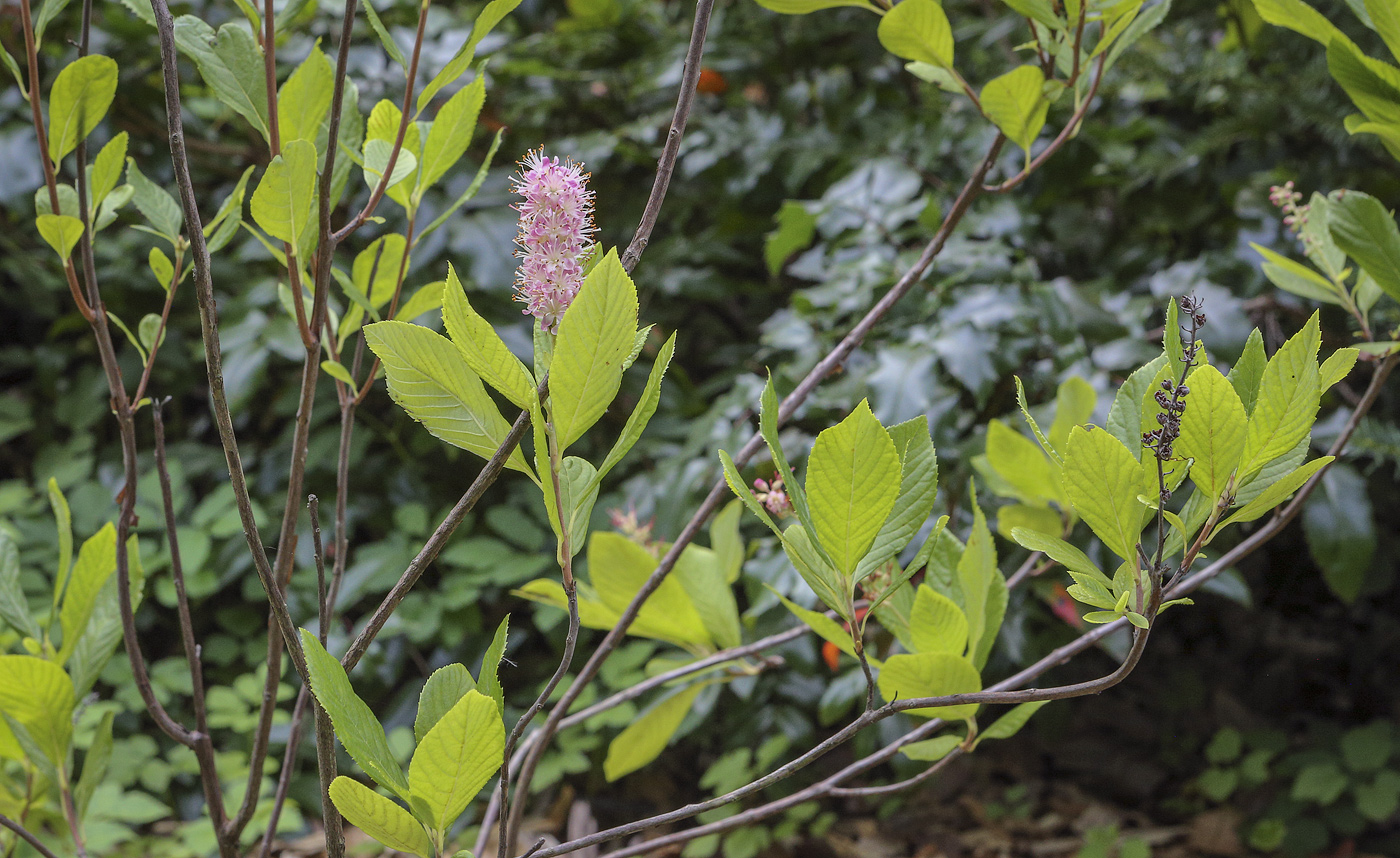 Image of Clethra alnifolia specimen.