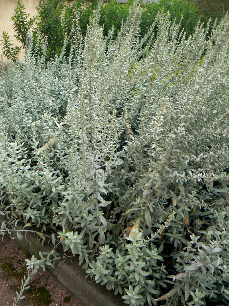 Image of Artemisia ludoviciana specimen.