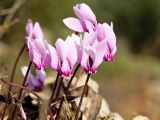 Cyclamen graecum. Цветки. Греция, о-в Крит, ном Ханья (Νομός Χανίων), дим Колимвари (Δήμος Κολυμβαρίου), окр. деревни Афрата (Αφράτα), на вершине известнякового валуна. 14 октября 2021 г.