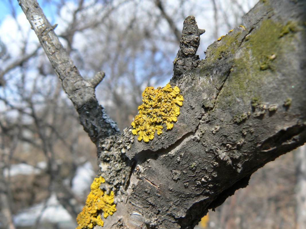 Image of Xanthoria parietina specimen.