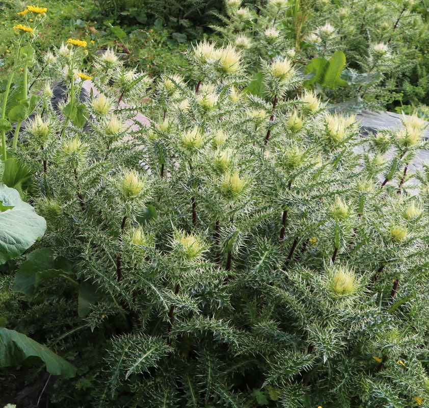 Image of Cirsium obvallatum specimen.