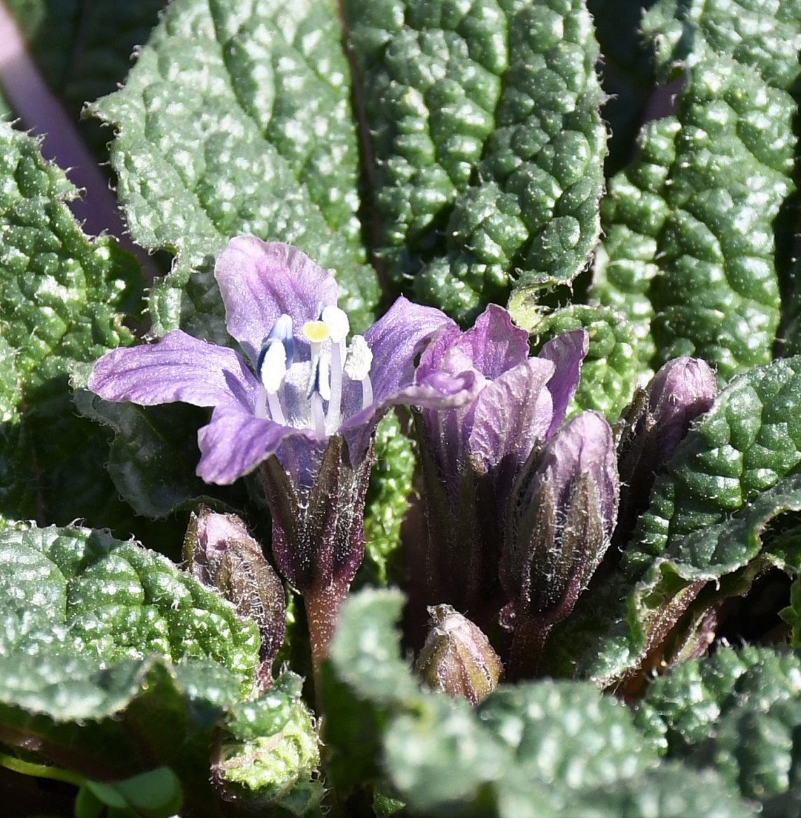 Image of Mandragora autumnalis specimen.