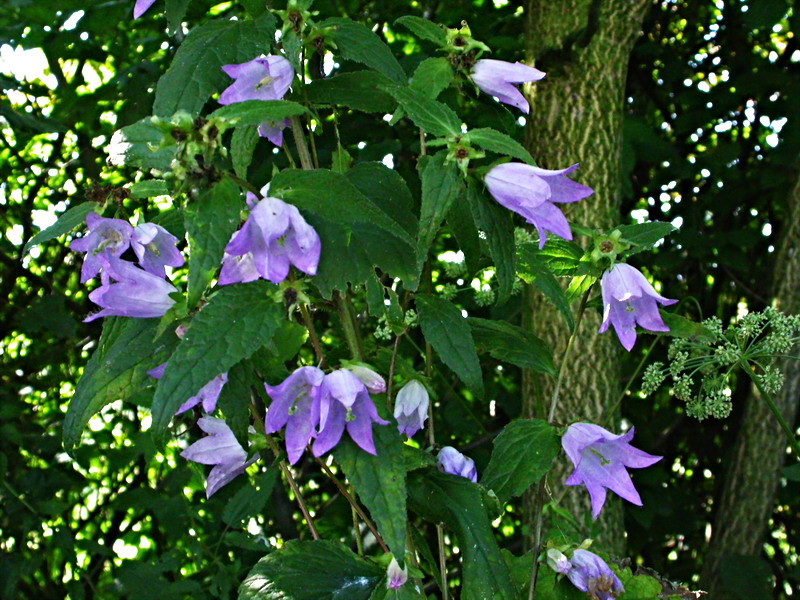 Image of Campanula trachelium specimen.