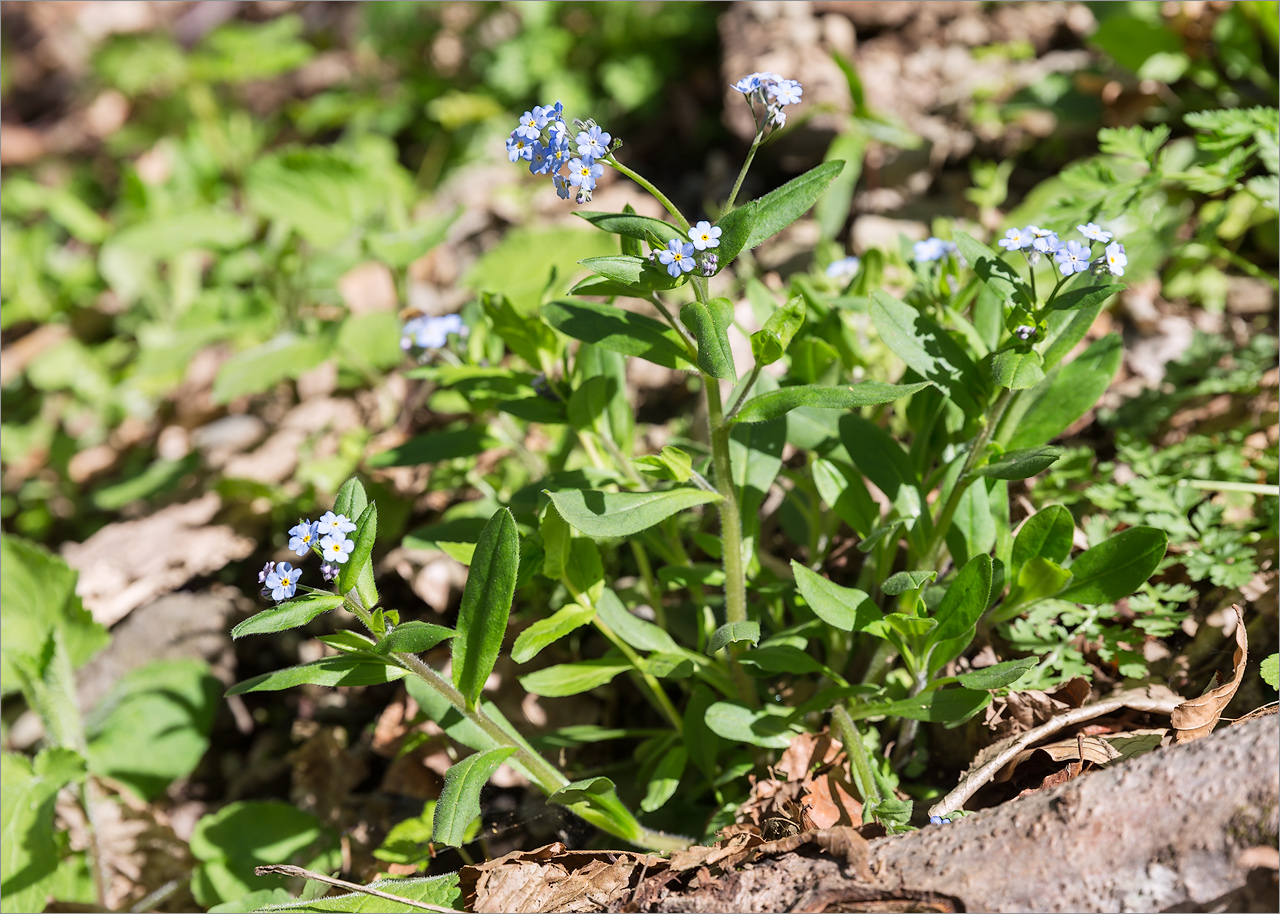 Изображение особи Myosotis alpestris.